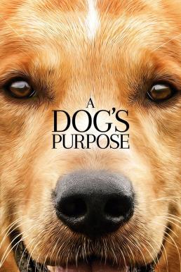 A Dog's Purpose (2017) หมา เป้าหมาย และเด็กชายของผม
